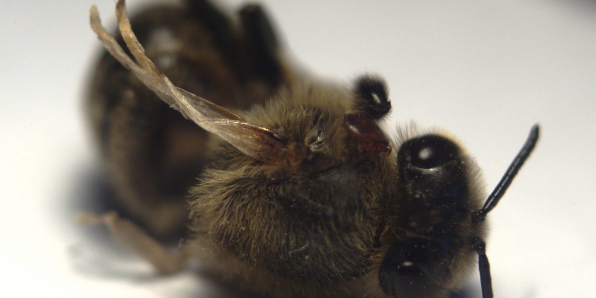 Honey_bee_with_Deformed_Wing_Virus_and_Varroa_destructor